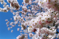 blossom.jpg