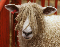 sheep.jpg